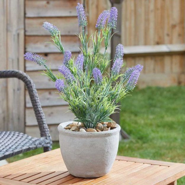 Picture of LAVENDER BLOOM
