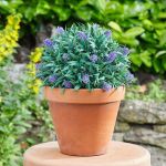 Picture of TOPIARY LAVENDER BALL - 30CM