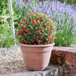Picture of TOPIARY RED ROSE BALL - 30CM