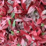 Picture of RED ACER TRELLIS -100 X 200CM