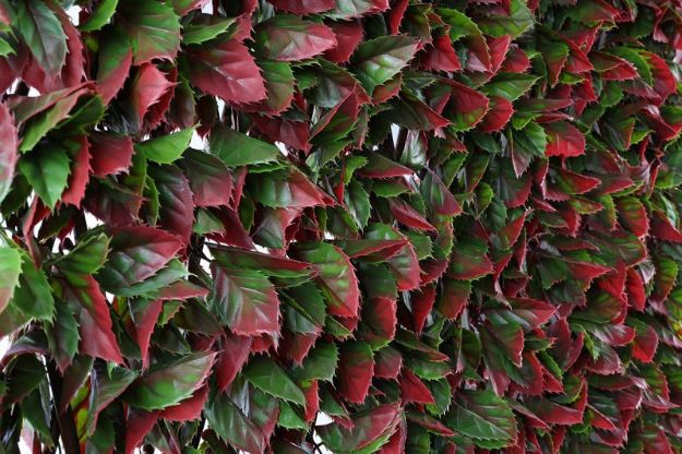 Picture of RED VARIEGATED BEECH TRELLIS - 100 X 200CM