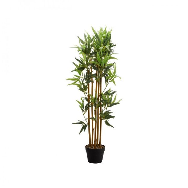 Picture of BAMBOO PLANT - 120CM
